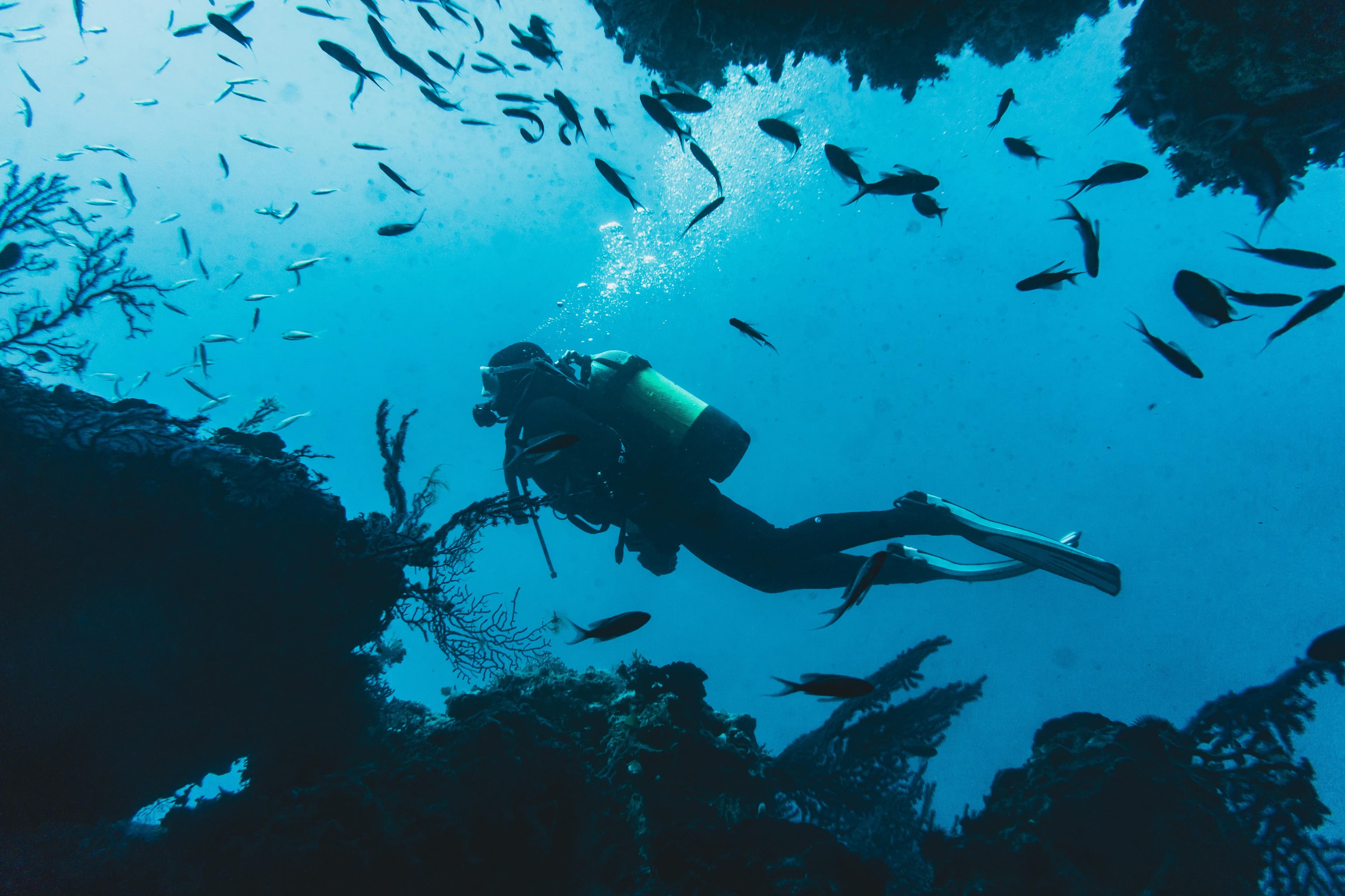 Diver on a reef surrounded by a fish school